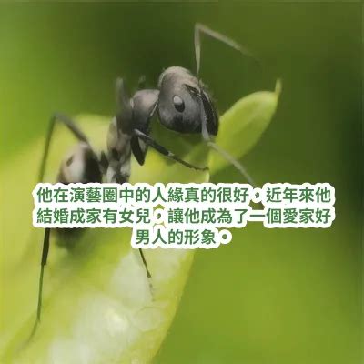 夢見紅螞蟻|伊本·西林 (Ibn Sirin) 夢見螞蟻的 20 個最重要的解釋